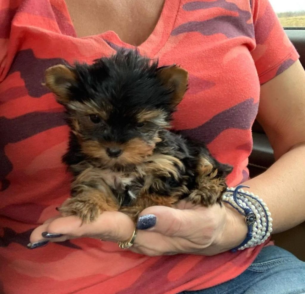 Yorkie Puppies Rocco