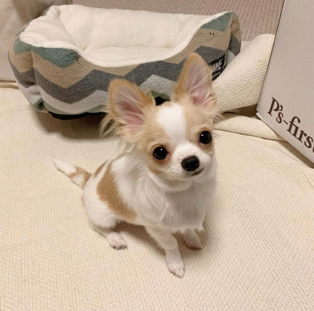 Chihuahua Puppies Rosie