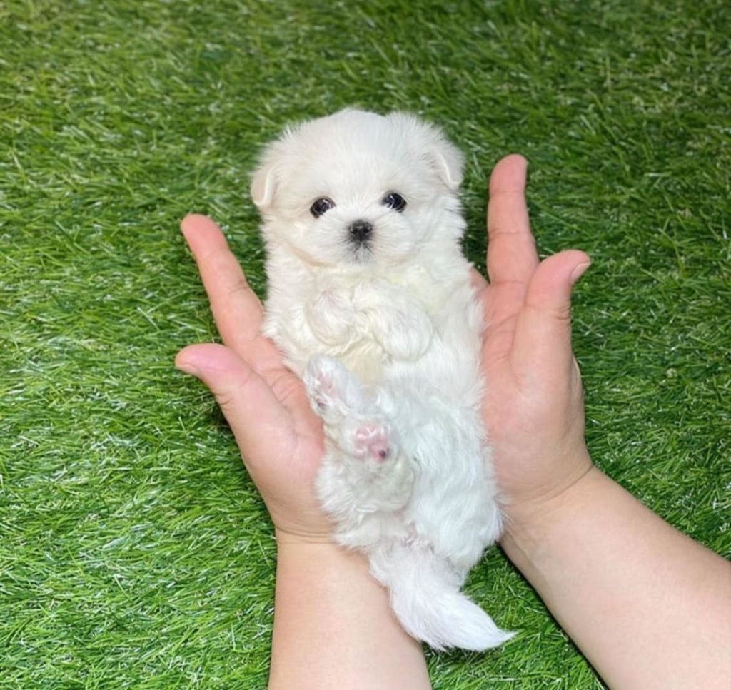 Maltese Puppies Rupert