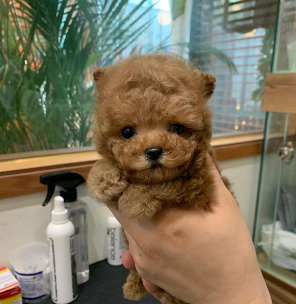 Poodle Puppies Rusty