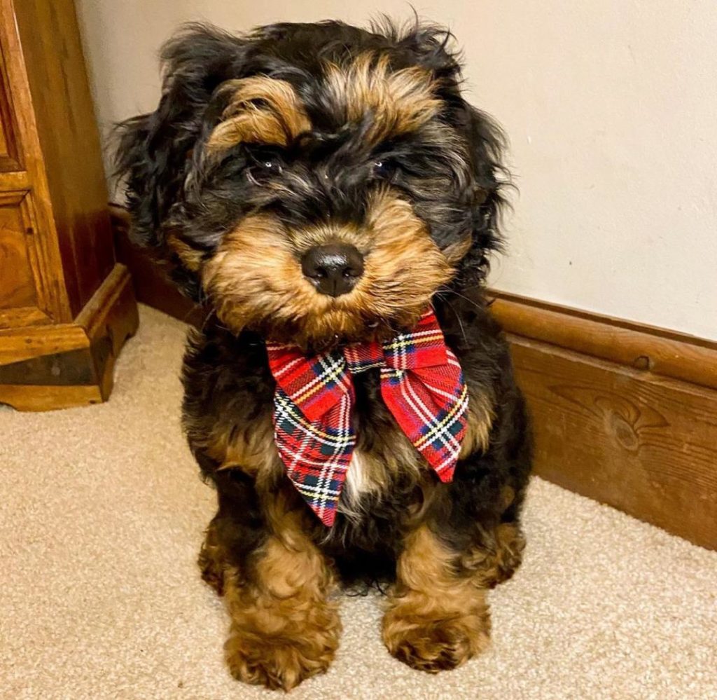 Cavapoo Puppies Sam
