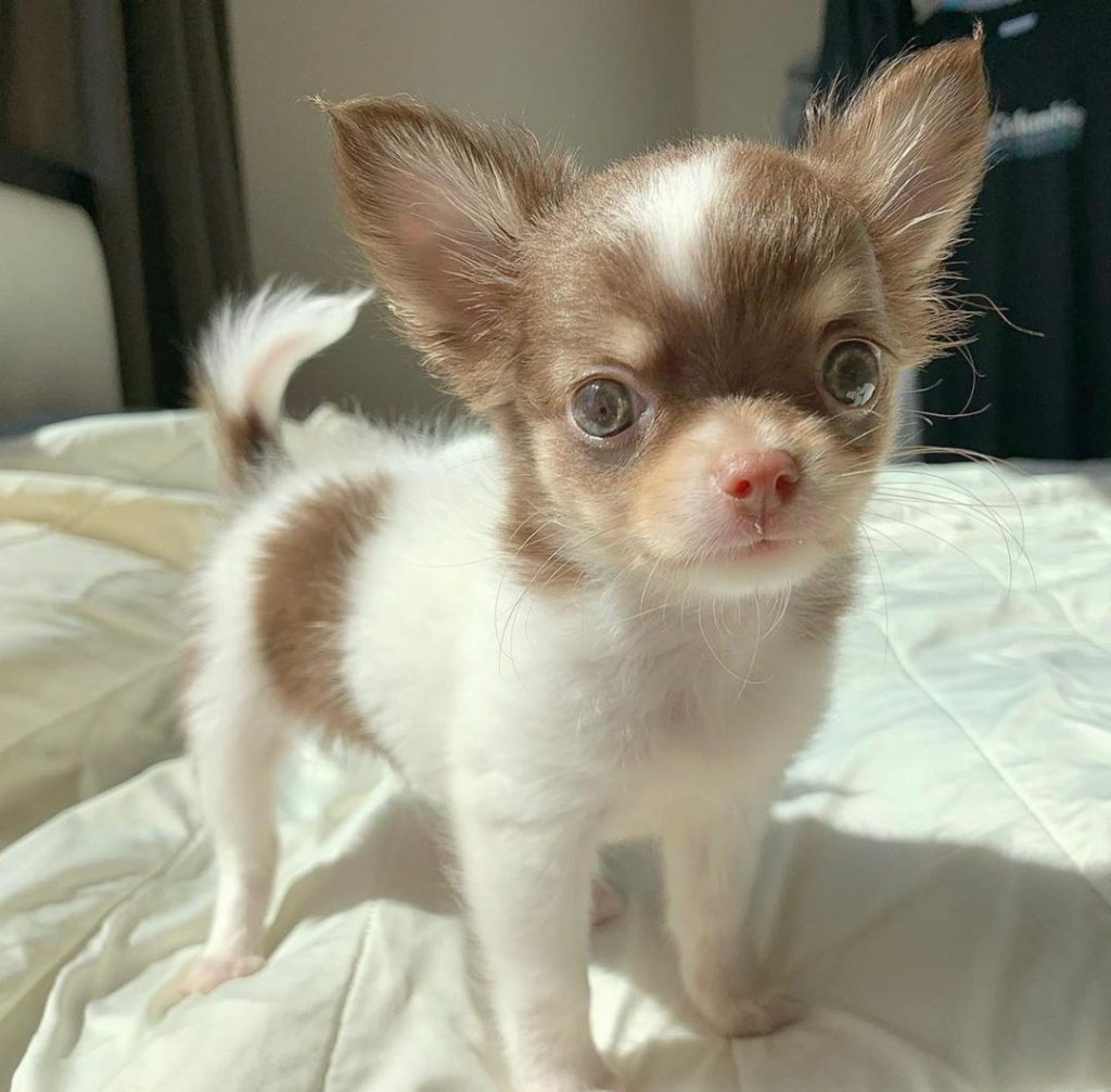 Chihuahua Puppies Sammy