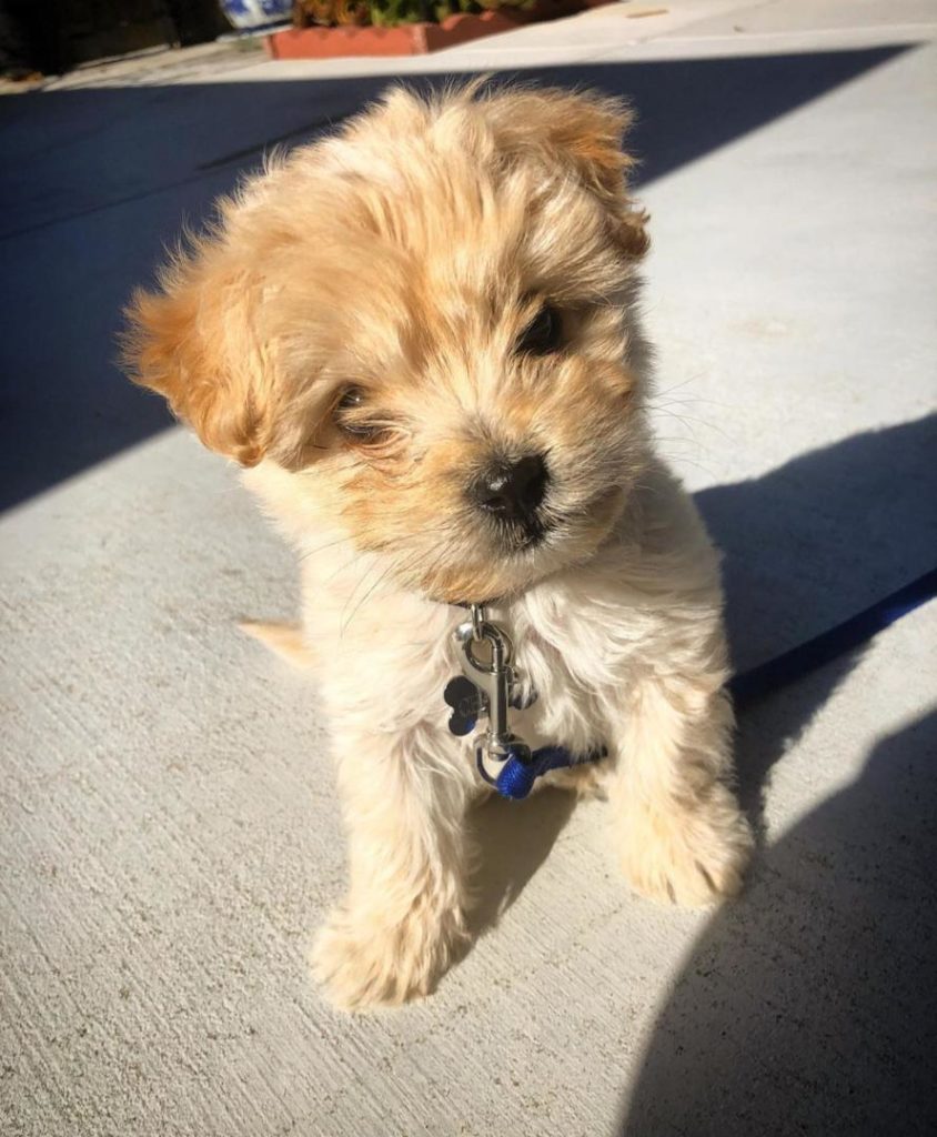 Maltipoo Puppies Samson