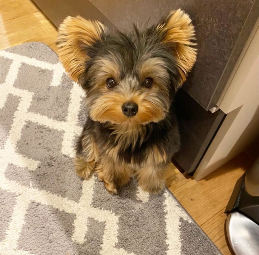 Morkie Puppies Sandy