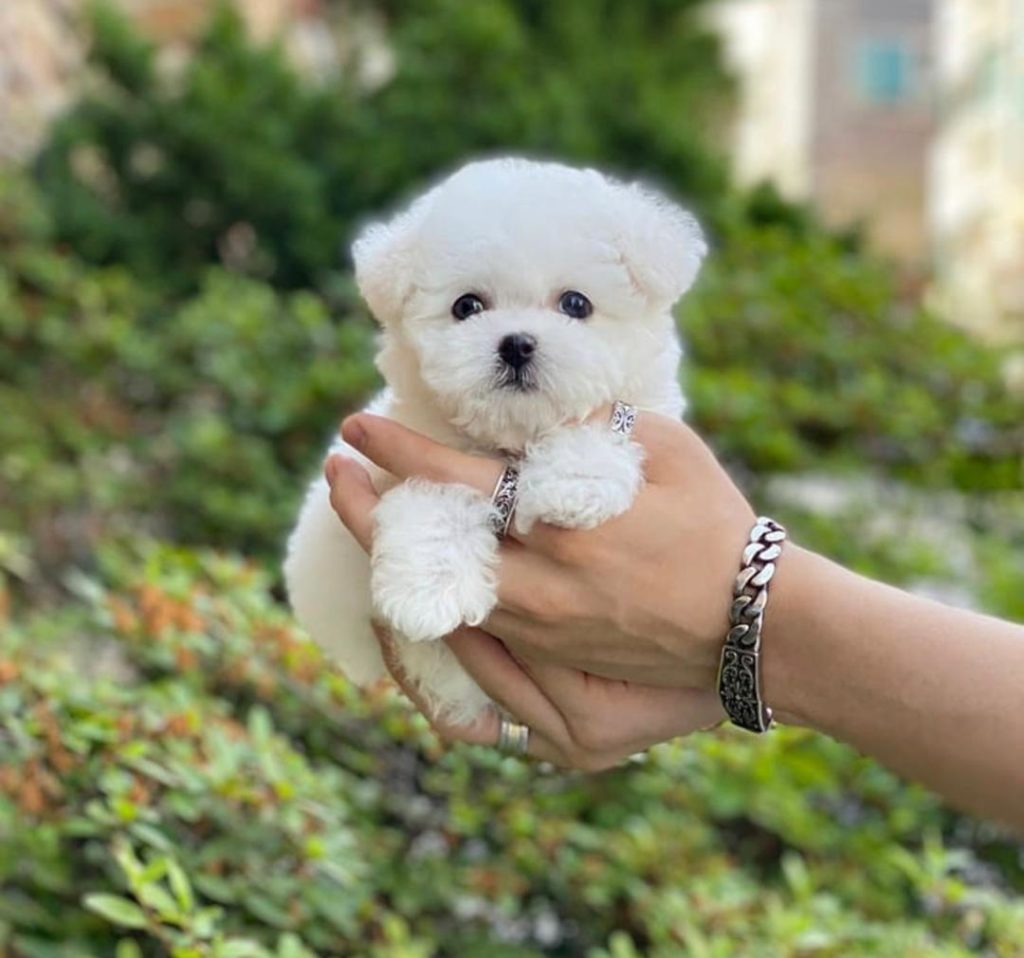 Maltese Puppies Sasha