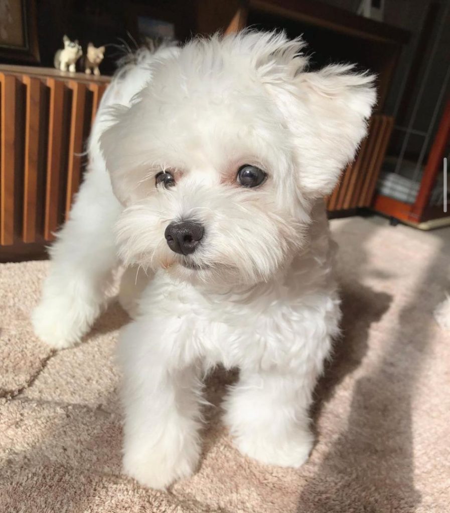 Maltipoo Puppies Shadow