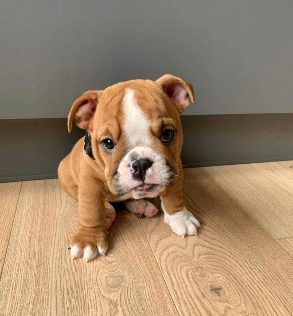 Miniature English Bulldog Puppies Sindy 1