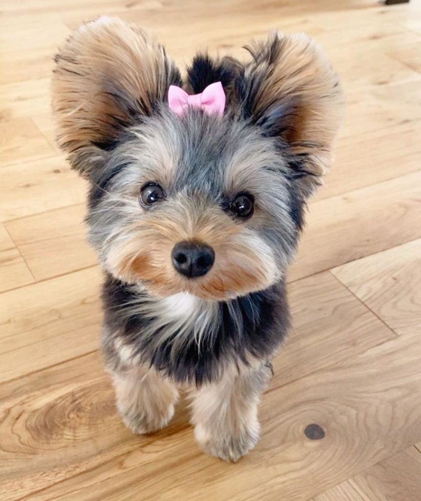 Morkie Puppies Sparky