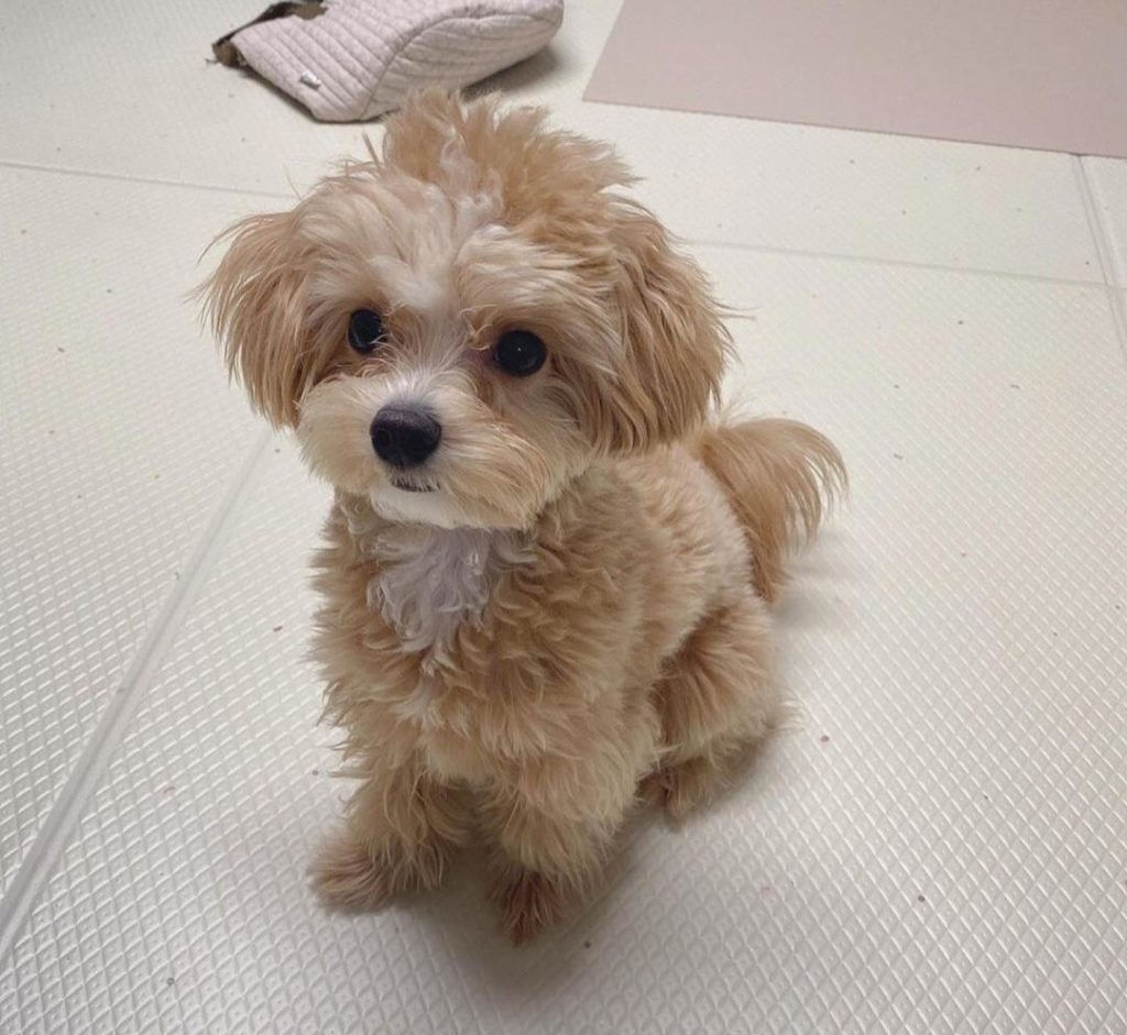 Maltipoo Puppies Stella