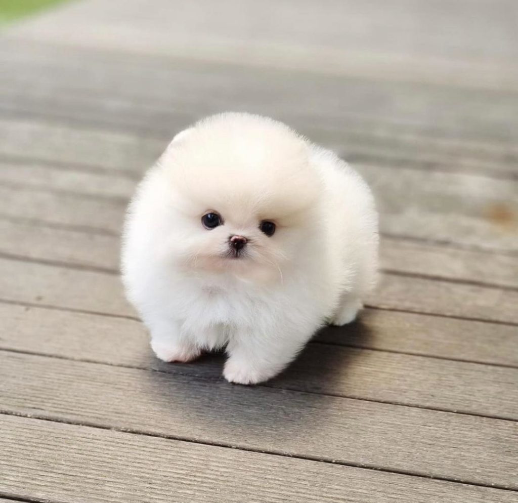Pomeranian Puppies Sugar