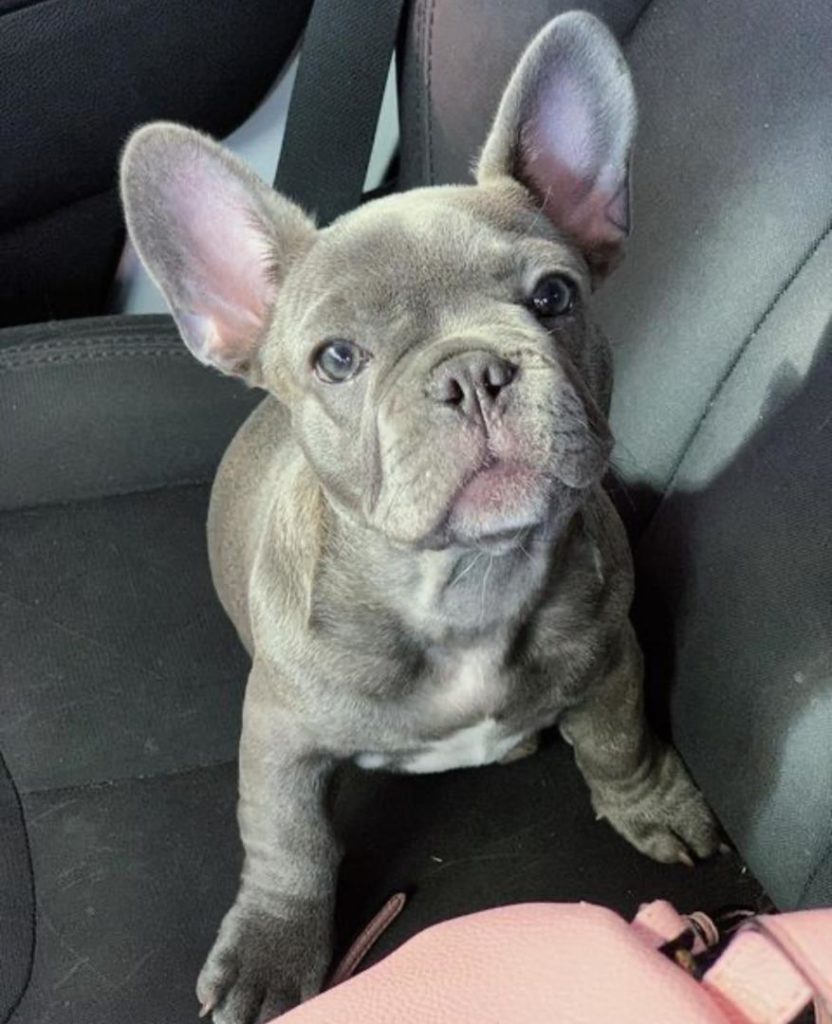 Miniature French Bulldog Puppies Sweetie
