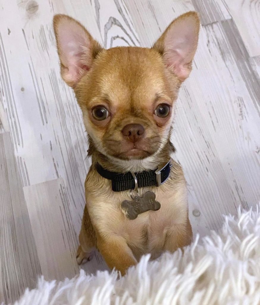Chihuahua Puppies Teddy