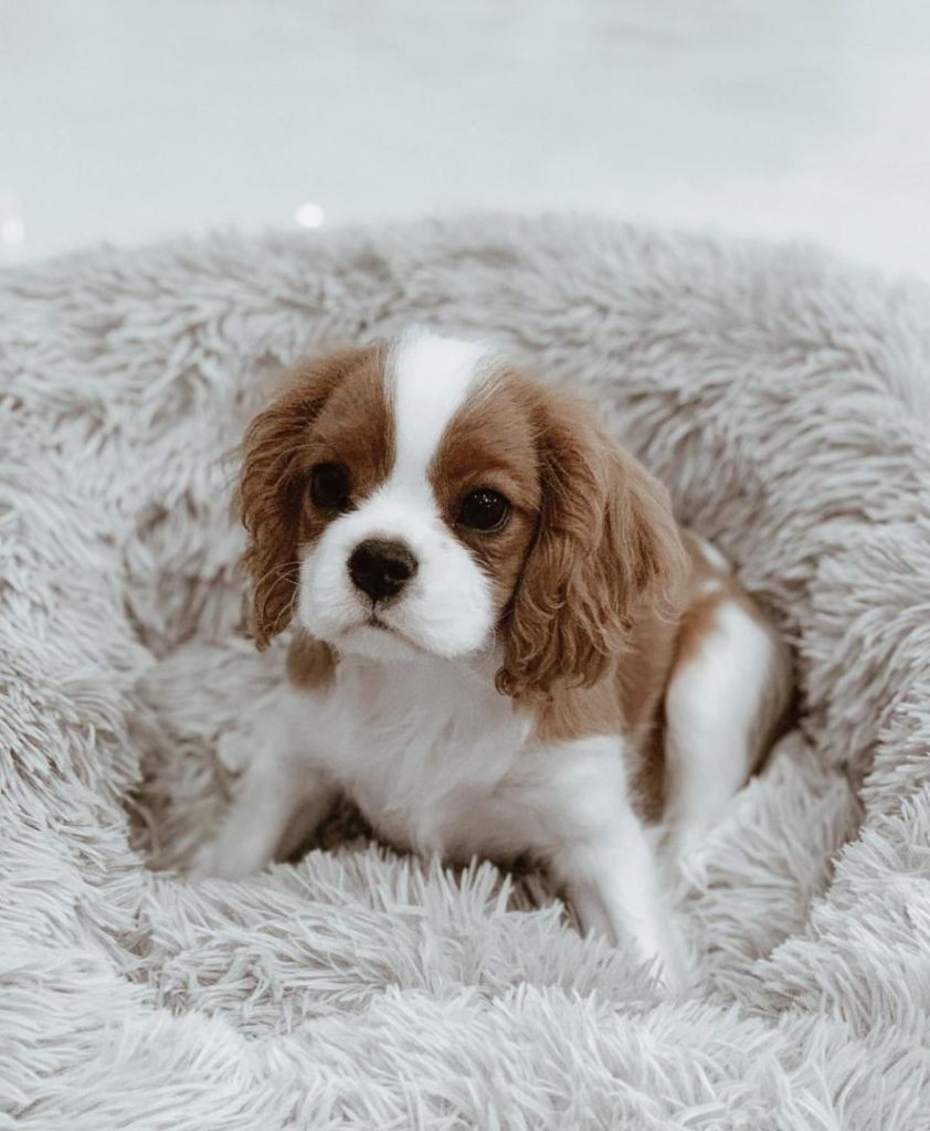 King Charles Puppies Thor