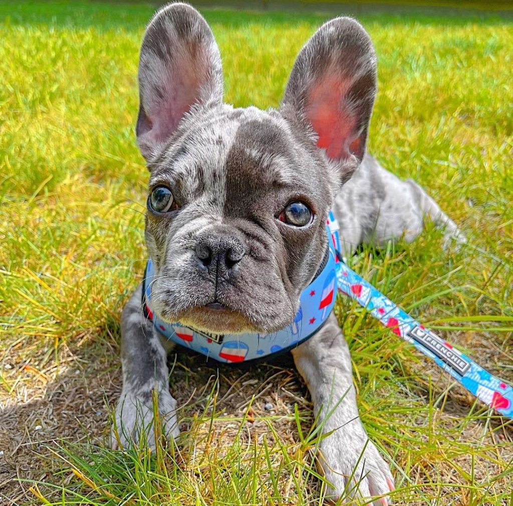 Miniature French Bulldog Puppies Tilly