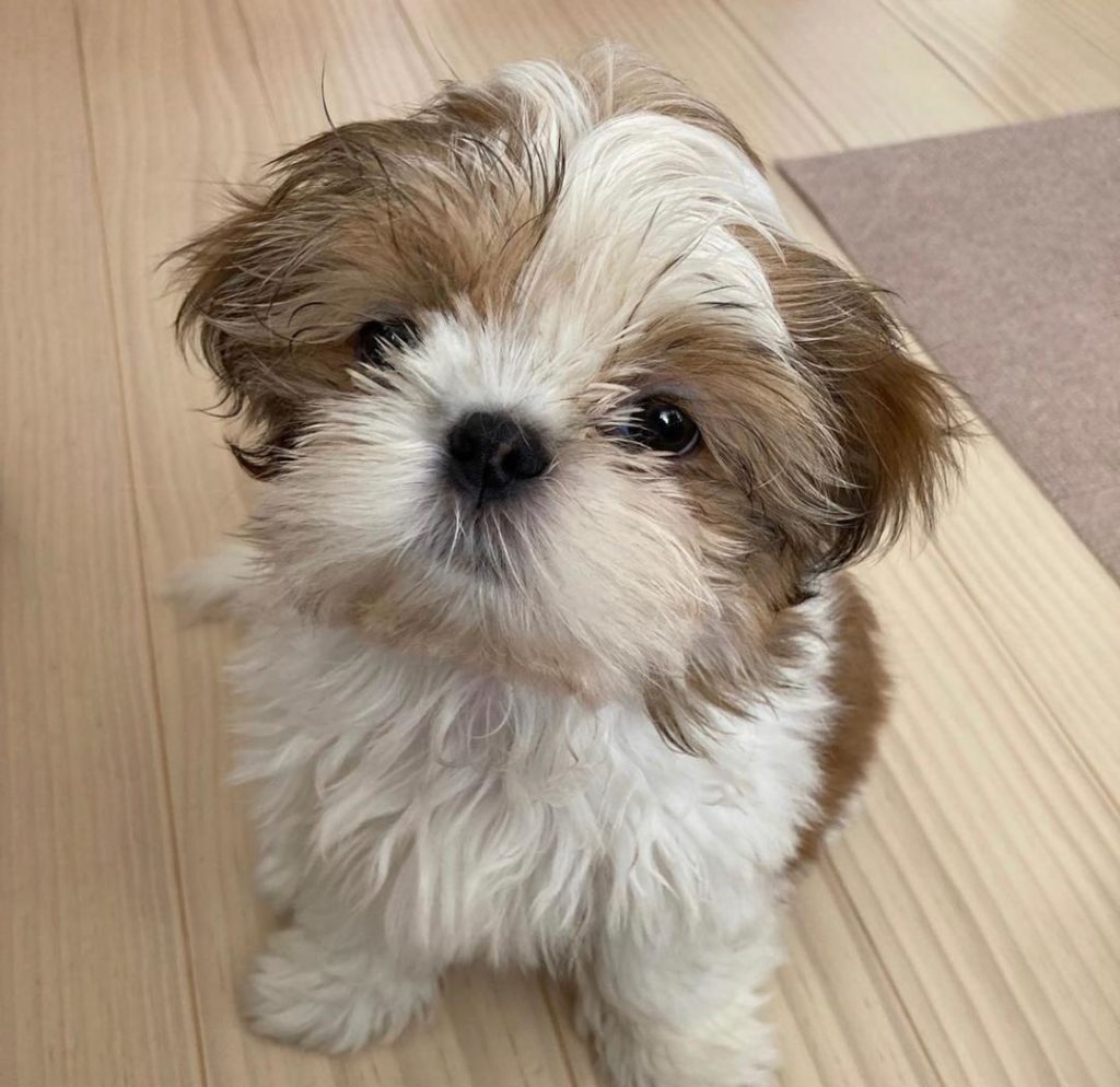 Shih tzu puppies Willow