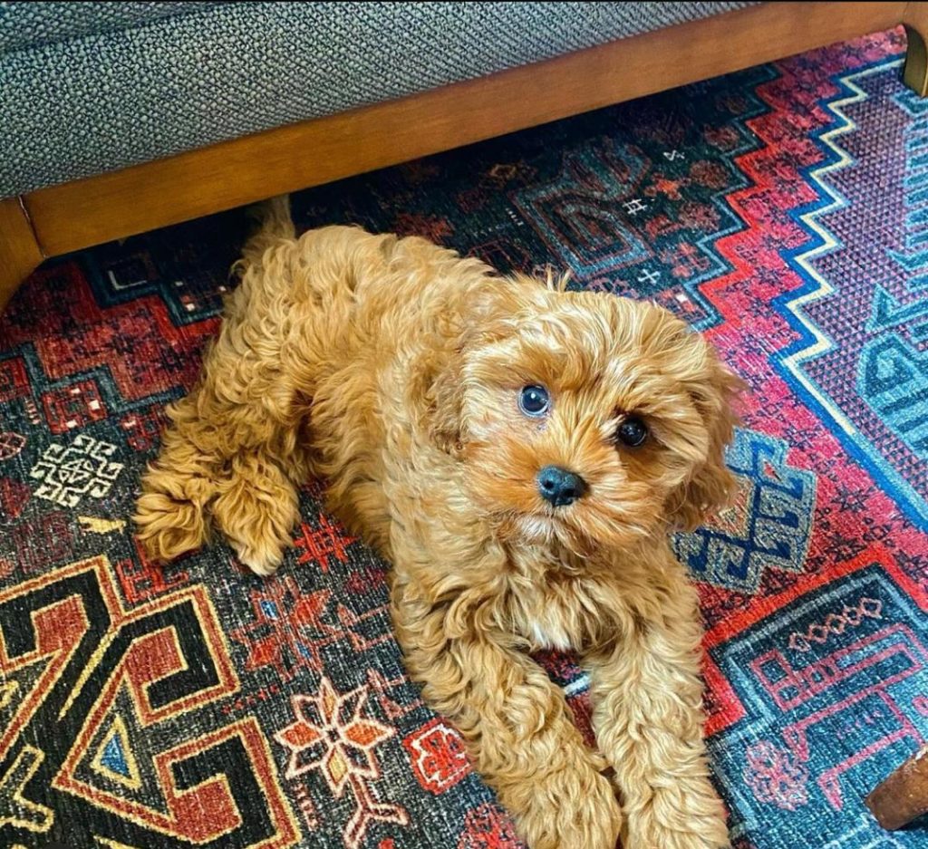 Cavapoo Puppies Winnie