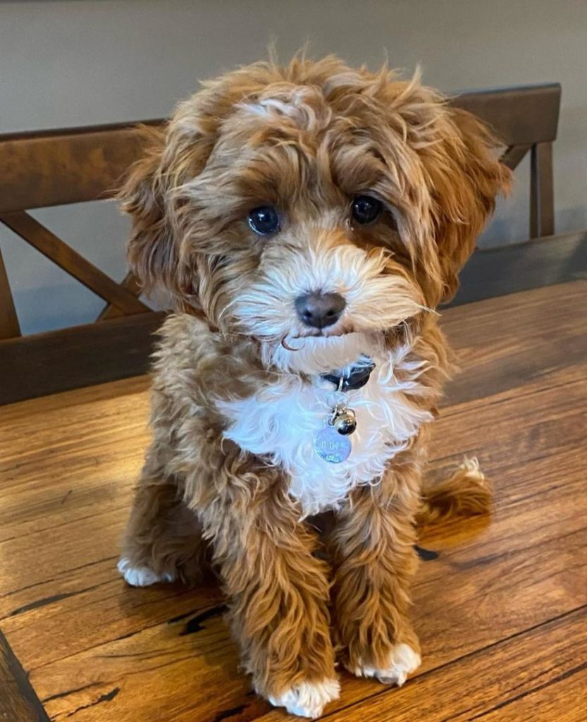 Cavapoo Puppies Wiston