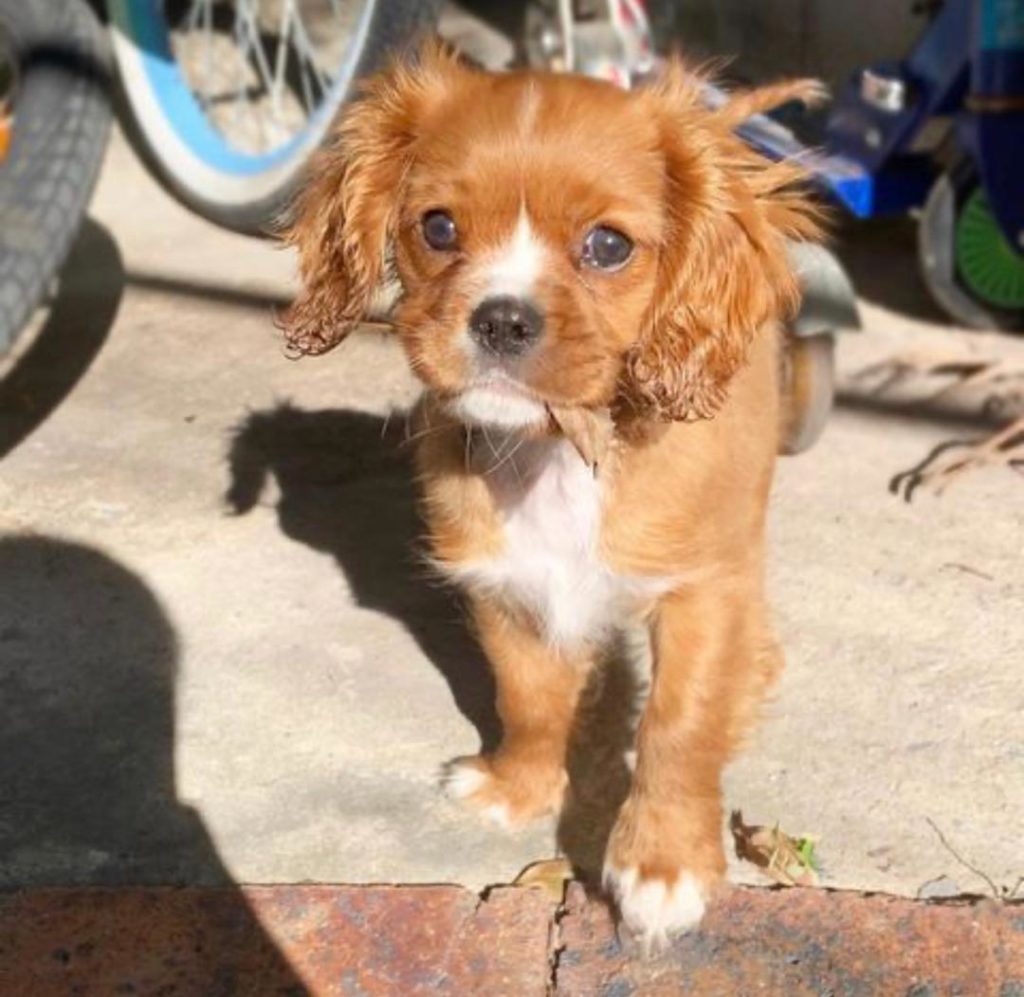 King Charles Puppies Zaza