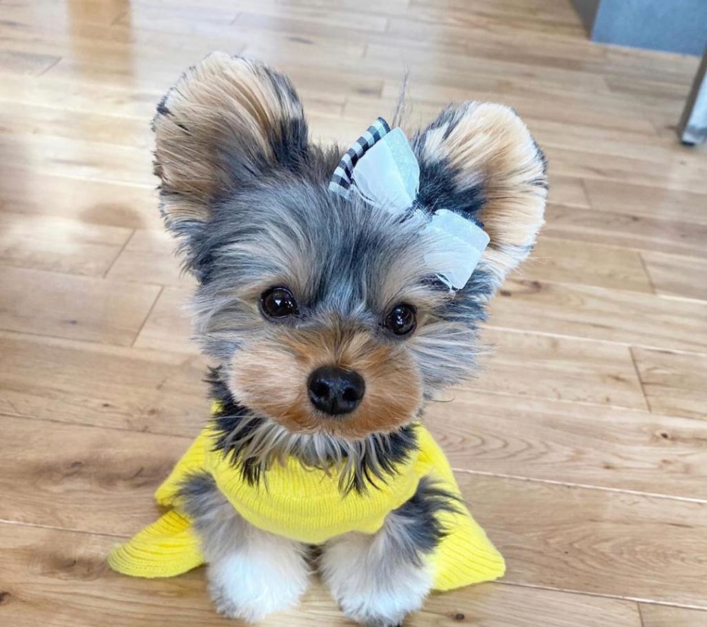 Morkie Puppies Zeus