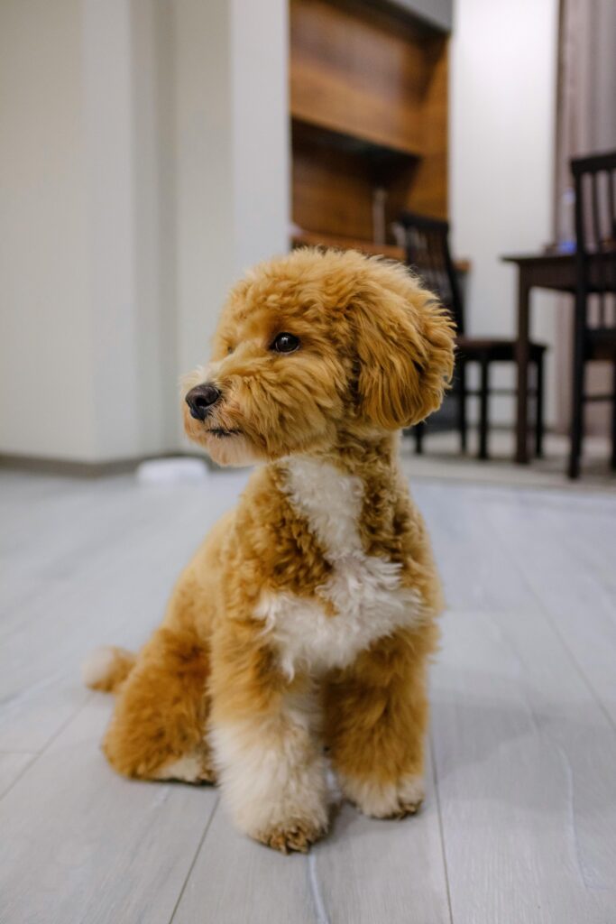 Cute toy poodle puppy sitting on a wooden floor inside a home, looking attentive and fluffy.