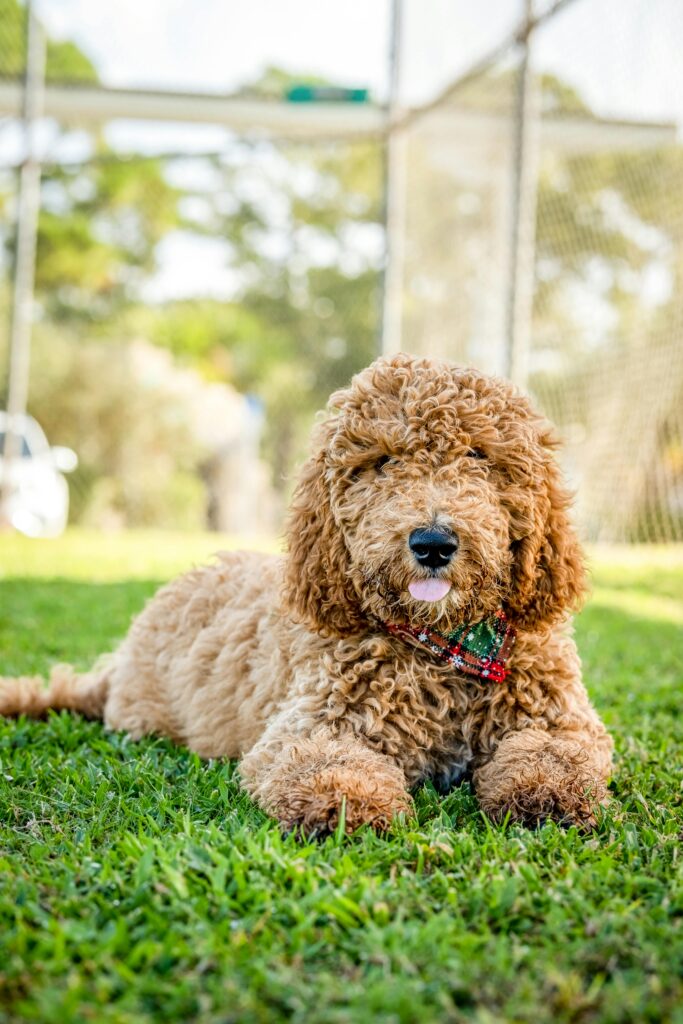 Home Cute curly Goldendoodle dog lying in a sunny field with a playful expression.